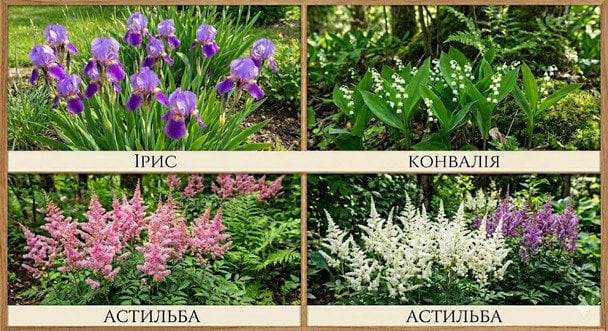 Квіти для глинистих ділянок