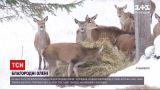 В Национальном парке в Закарпатье поселились около сотни благородных оленей | Новости Украины