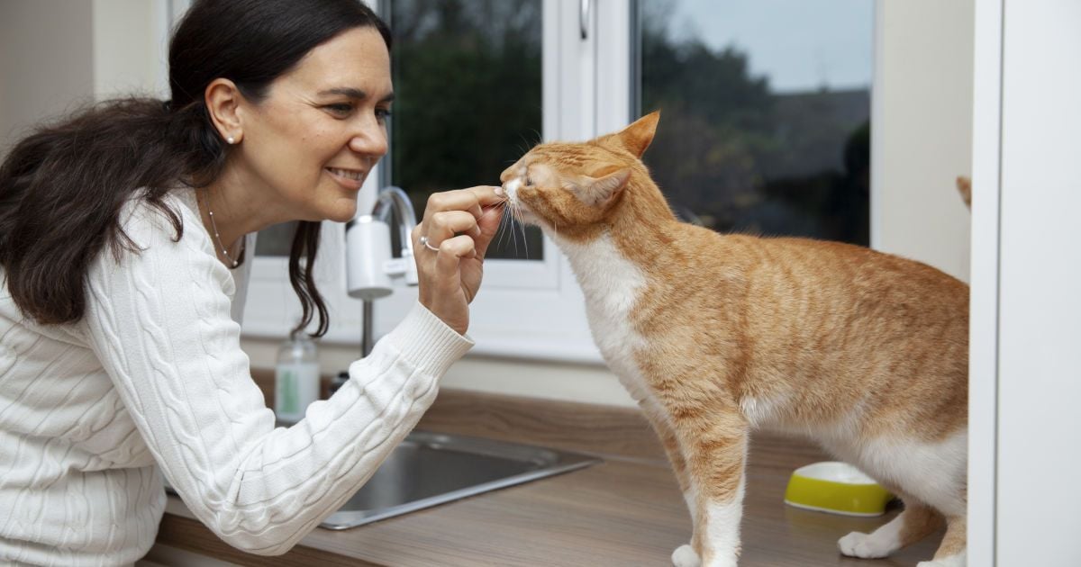 Чем нельзя кормить кота