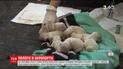 Собака-поводырь родила в аэропорту перед самым отлетом самолета хозяев