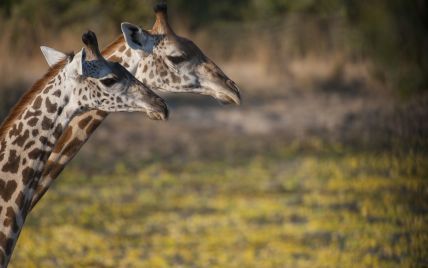 Генетики неожиданно открыли новые виды жирафов