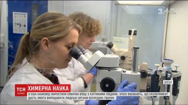 Американські біологи створили ембріон вівці з клітинами людини