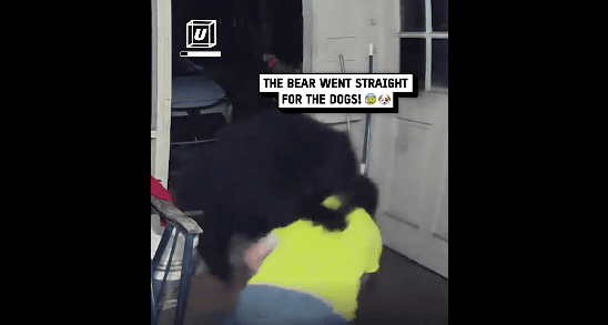 Чоловік відбиває свого собаку від ведмедя ФотоН скрин відео Reddit