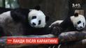Шанхайский зоопарк открыл для посетителей вольер с пандами