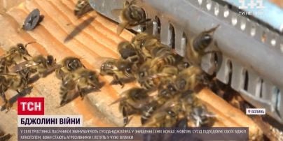 У селі на Волині між сусідами відбуваються "бджолині війни"