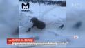 Двое слонов бегали и играли в снегу в российском Екатеринбурге