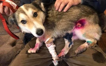 Удалось спасти пальцы. Волонтеры и полиция сообщили о состоянии собаки, которую  таскали за авто в Хмельницкой области