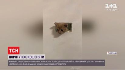 В передмісті Сіднея врятували кошеня, яке застрягло у стіні