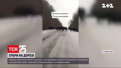 Вінницькі зубри стали зірками соцмереж