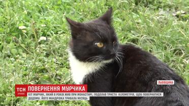 Кіт Мурчик подолав 300 кілометрів, аби повернутись у рідний монастир