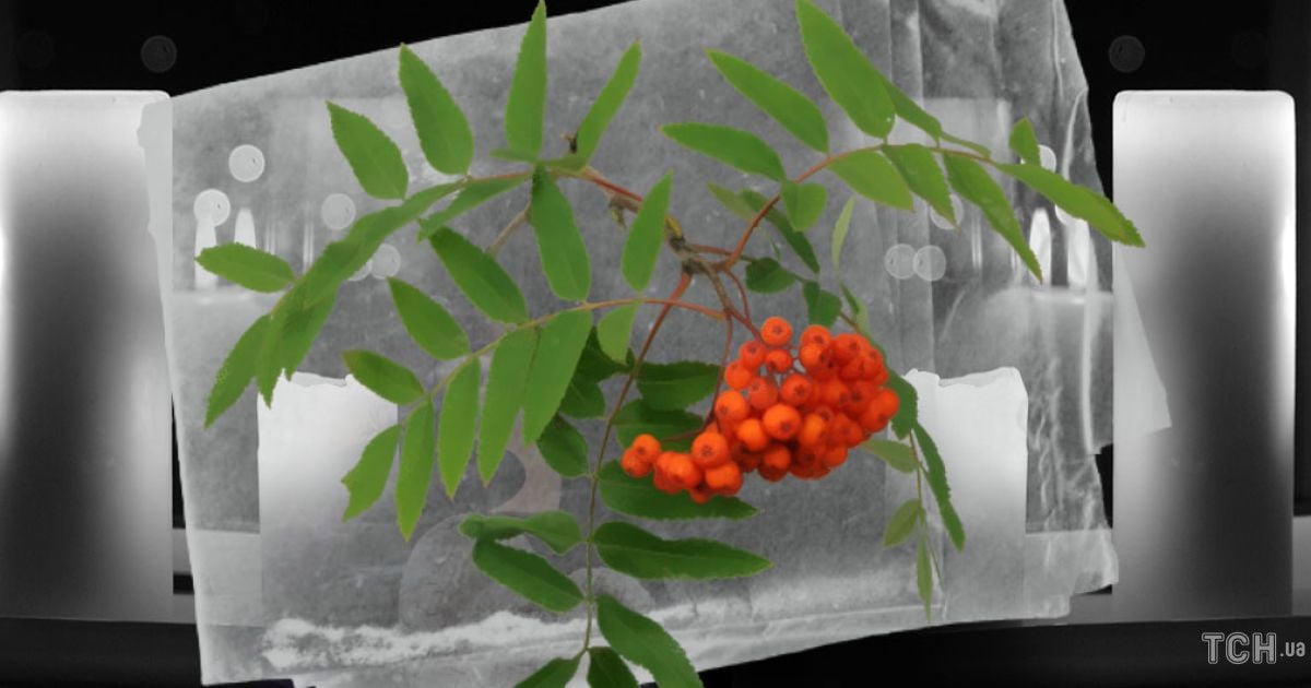 Кельтський гороскоп дерев