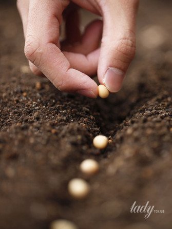 Що сіяти у березні