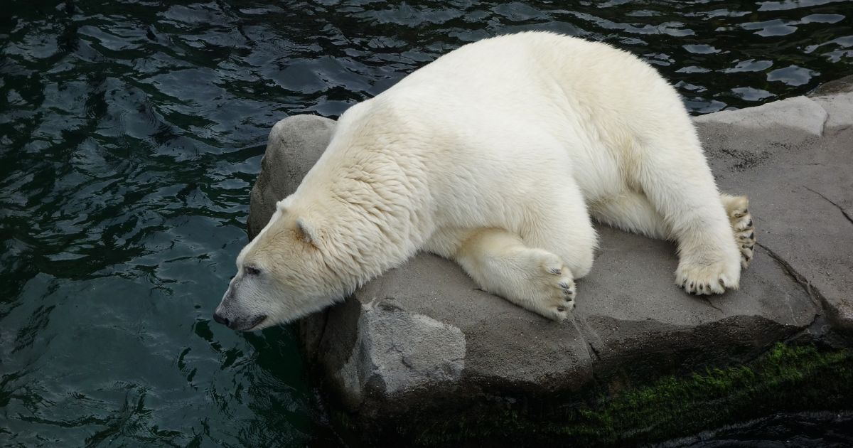 Білі ведмеді залишили російське селище, яке тримали в страху кілька місяців