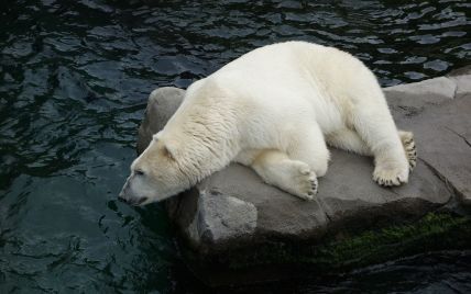 Белые медведи покинули российский поселок, который держали в страхе несколько месяцев