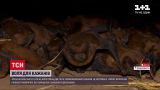 Новини світу: в Івано-Франківську випустили на волю понад 200 червонокнижних кажанів