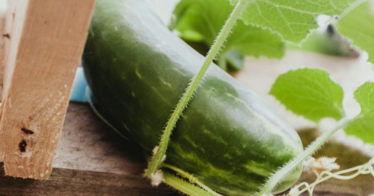 Речный ил как удобрение