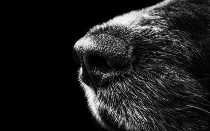 Пошук за відбитком носа: ІТ-компанія розробила додаток для власників собак