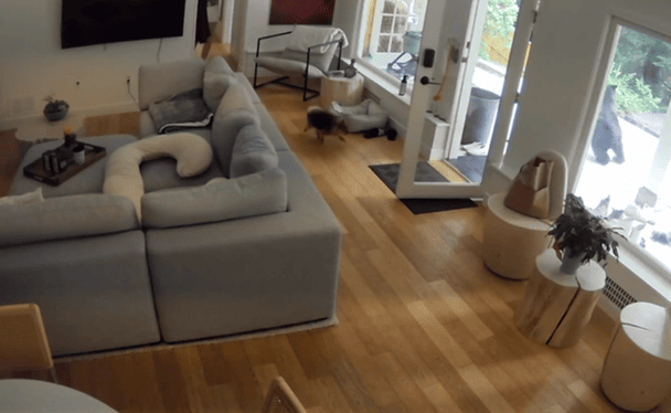 Ведмідь зайшов до дому / © скриншот з відео