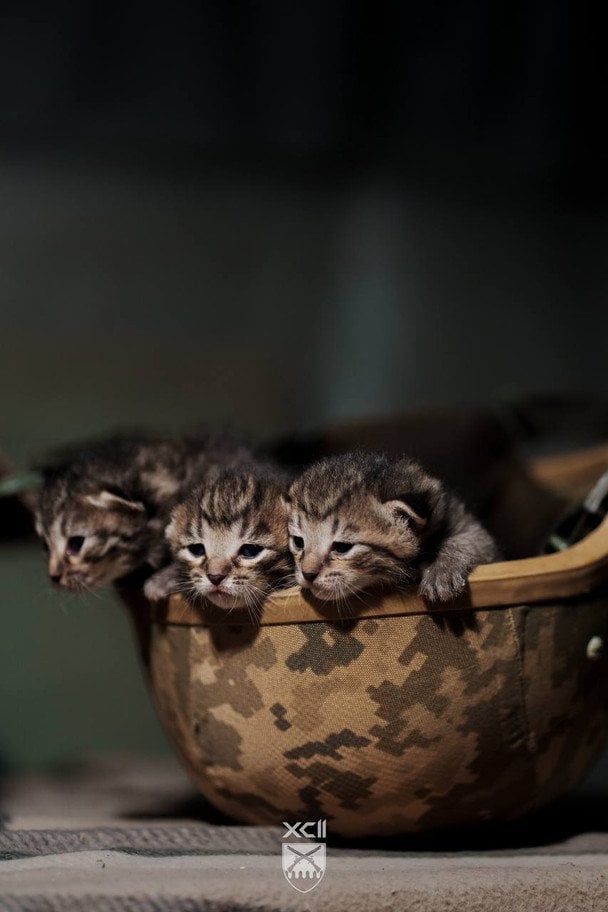 Котята в 92-й ОШБр / © соцмережі