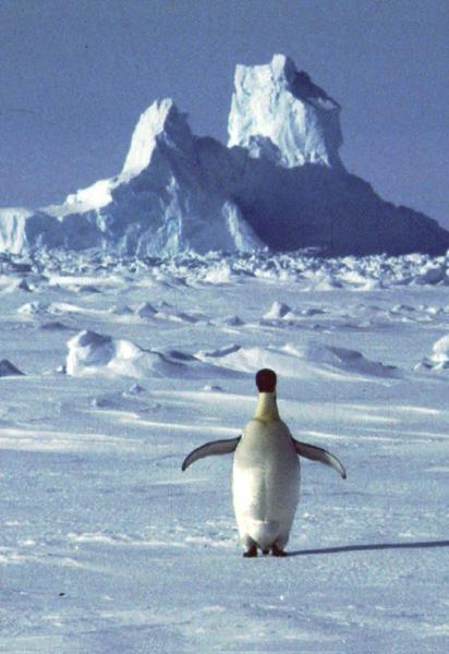 Антарктида