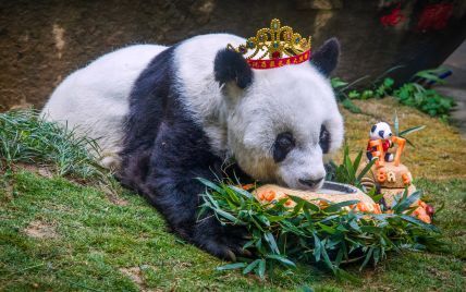 Умерла самая старая в мире панда