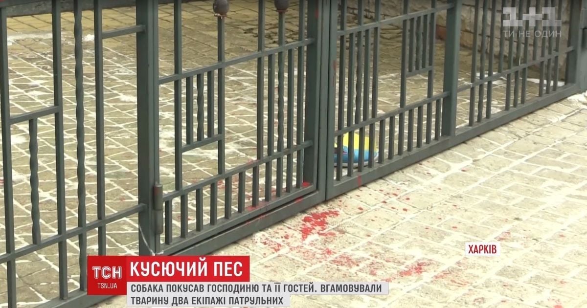 В Харькове огромный дог сильно покусал трех человек