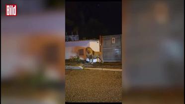 Лев сбежал из цирка и бродил по городу