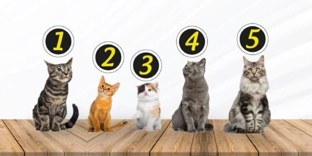 Посмотрите на этих милых котят и выберите лучшего, а мы расшифруем ваш выбор.