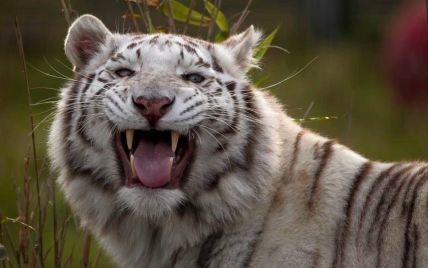 В Британии тигр напал на сотрудницу зоопарка