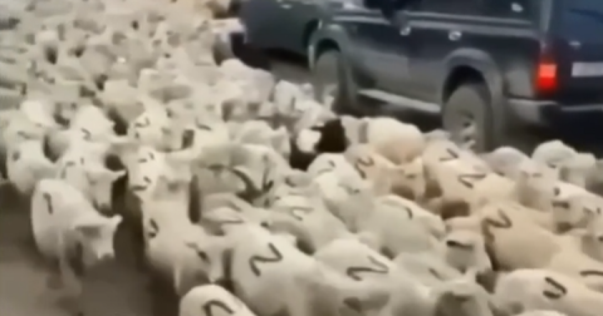 Скриншот із відео