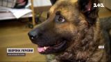 Военные в полевых условиях сделали операцию собаке