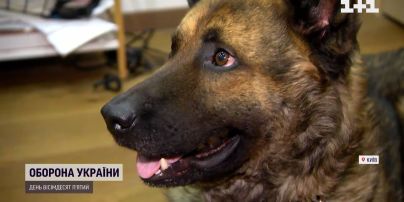 Военные в полевых условиях сделали операцию собаке