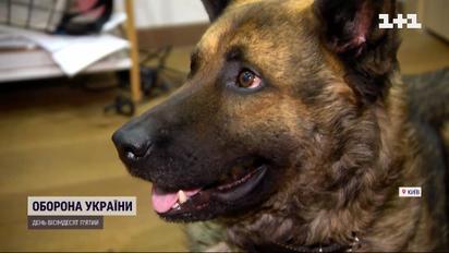 Військові у польових умовах зробили операцію собаці