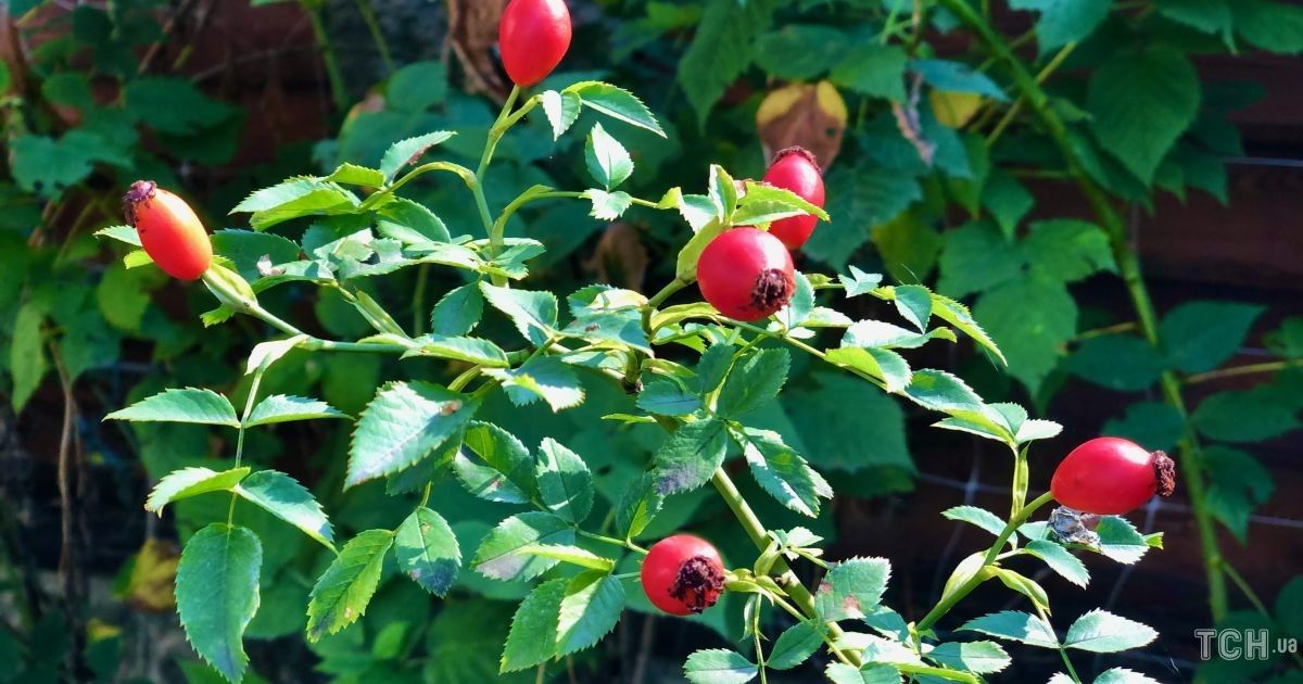 Гороскоп на 18 вересня для всіх знаків зодіаку: день, коли потрібно проявити щедрість