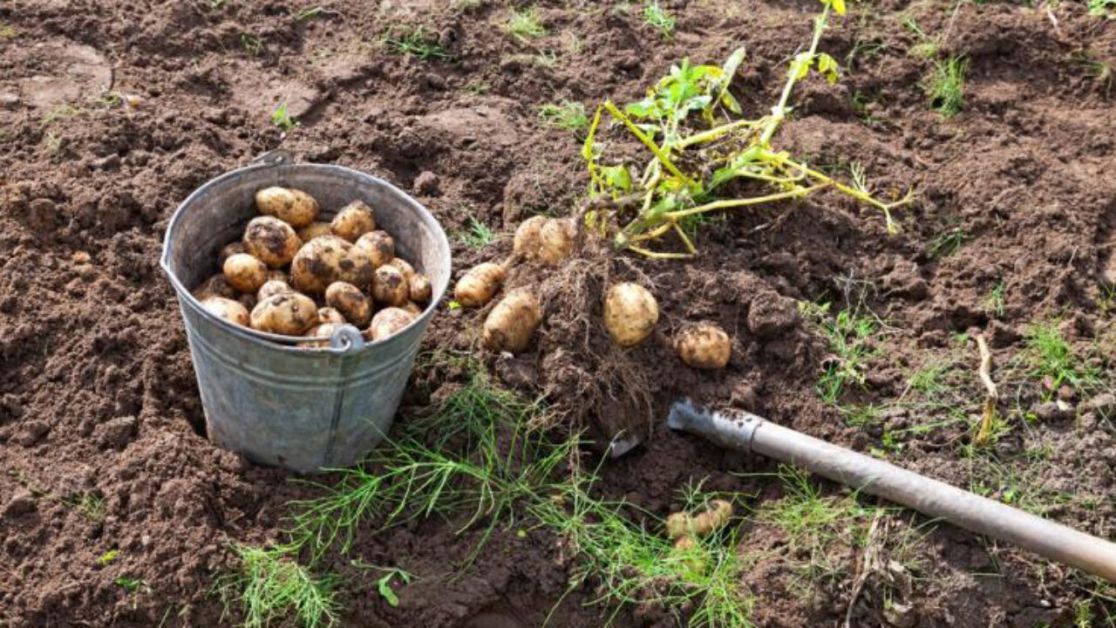 Коли викопувати картоплю