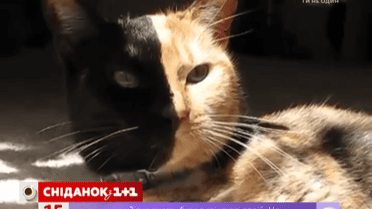 В США живет кошка с разноцветной мордочкой