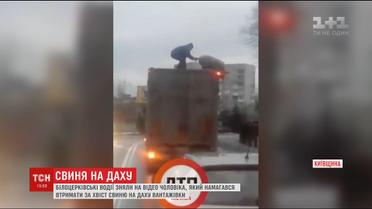 В Интернете хитом стало видео, на котором мужчина пытается удержать свинью на крыше грузовика
