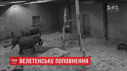 У бельгійському звіринці народилося 100-кілограмове слоненя