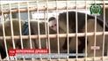 У Бразилії собака вигодувала капуцинову мавпу, втративши власних цуценят
