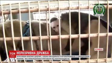 У Бразилії собака вигодувала капуцинову мавпу, втративши власних цуценят