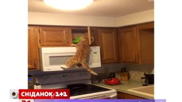 Подборка смешного видео из интернета