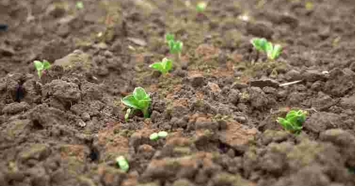 Яку городину посіяти коли зійде сніг