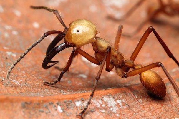 Как избавиться от муравьев народными методами в помещении, на огороде:действенные советы — Разное
