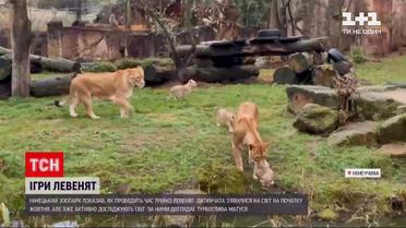 Німецький зоопарк показав своїх трьох новонароджених левенят | Новини світу