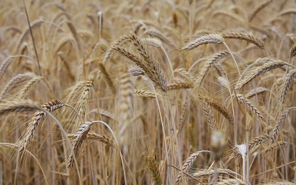 Україна веде переговори про створення організації країн-експортерів зерна - Мінагрополітики
