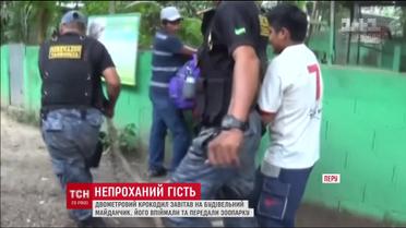 У Перу двометровий крокодил завітав на будівельний майданчик