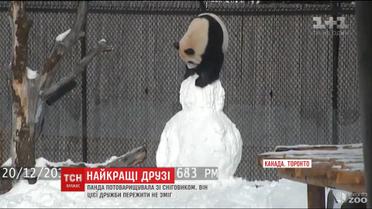 Мережу підірвало відео бійки панди та сніговика у зоопарку Торонто