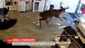 Олень разбил парикмахерскую под Нью-Йорком