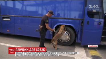 На Львівщині собакам-прикордонникам через спеку одягають спеціальні шкарпетки