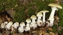 Бледная поганка// фото: https://vlisi.com.ua/amanita-phalloides/